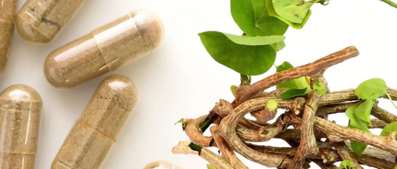 Guduchi capsules displayed with fresh Guduchi stems, highlighting its benefits as an immune-boosting supplement.