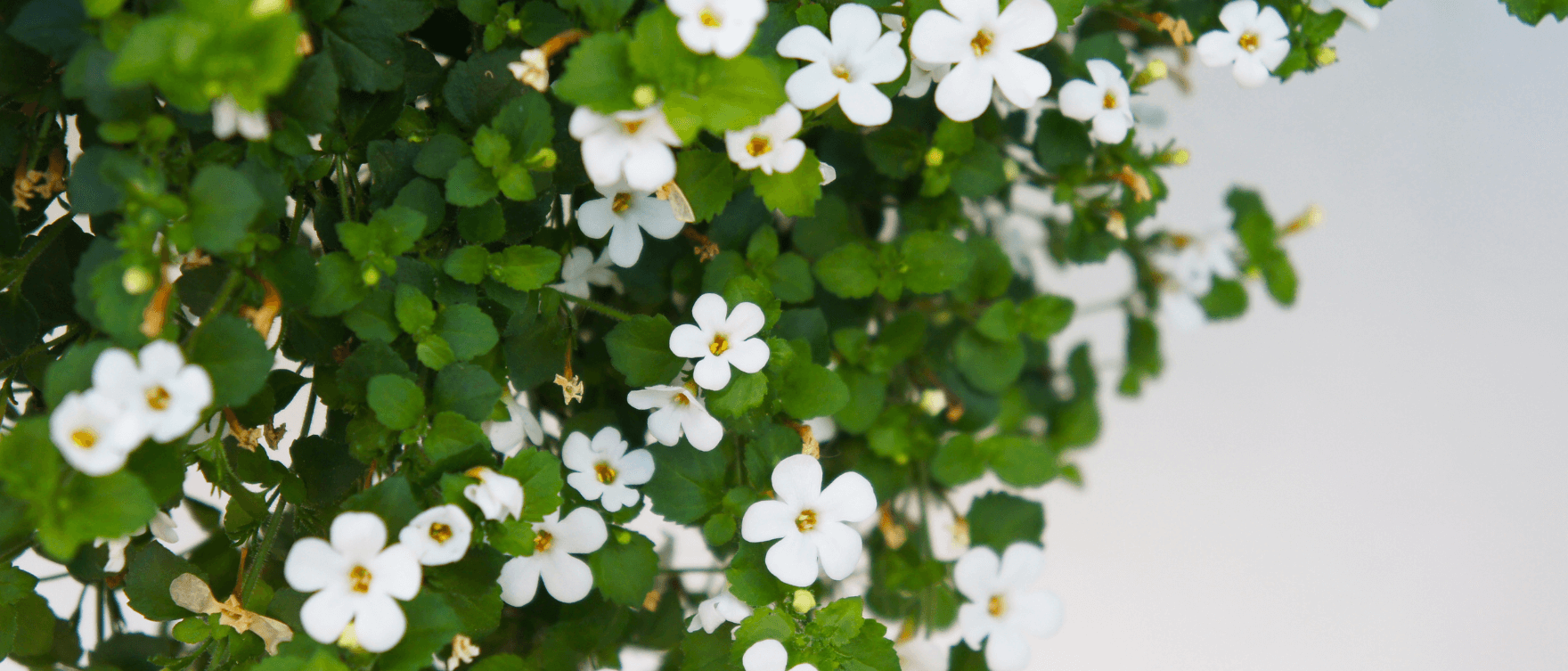 A close-up of Brahmi (Bacopa monnieri) plant with small white flowers, symbolizing its natural healing and wellness properties.