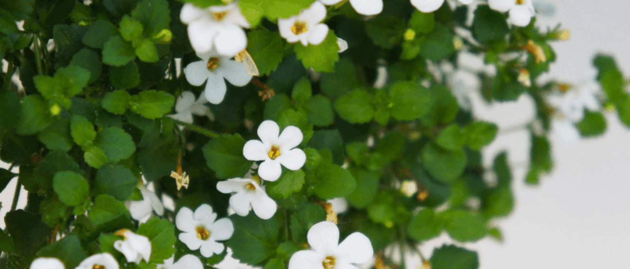 Close-up of Brahmi plant leaves, showcasing the natural source of brain-boosting benefits