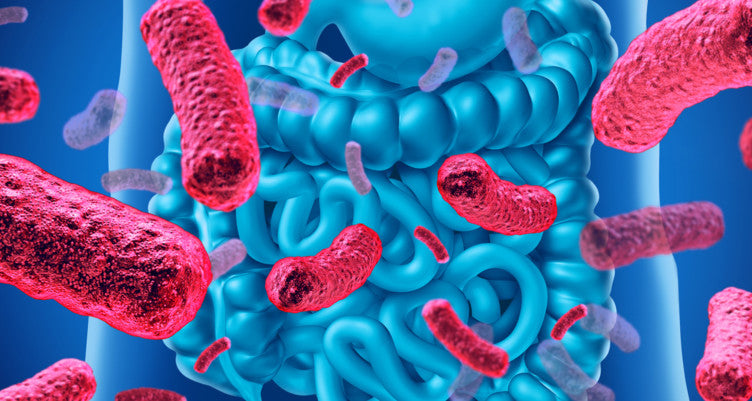 The Phamacy in Your Gut