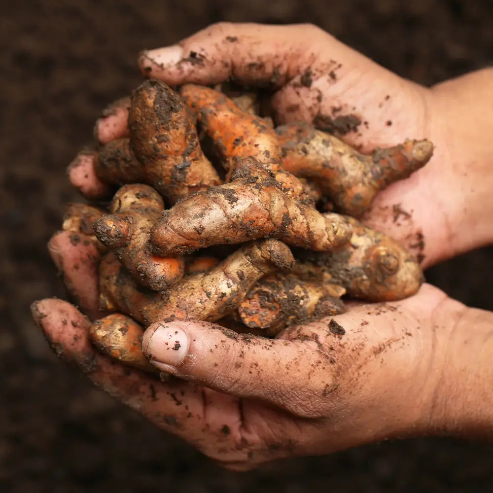 Turmeric Farm